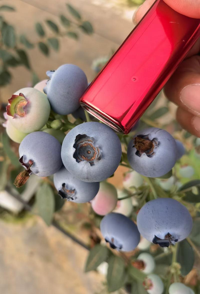 优质蓝莓大量供货来克西，优瑞卡，品种齐全全国发货