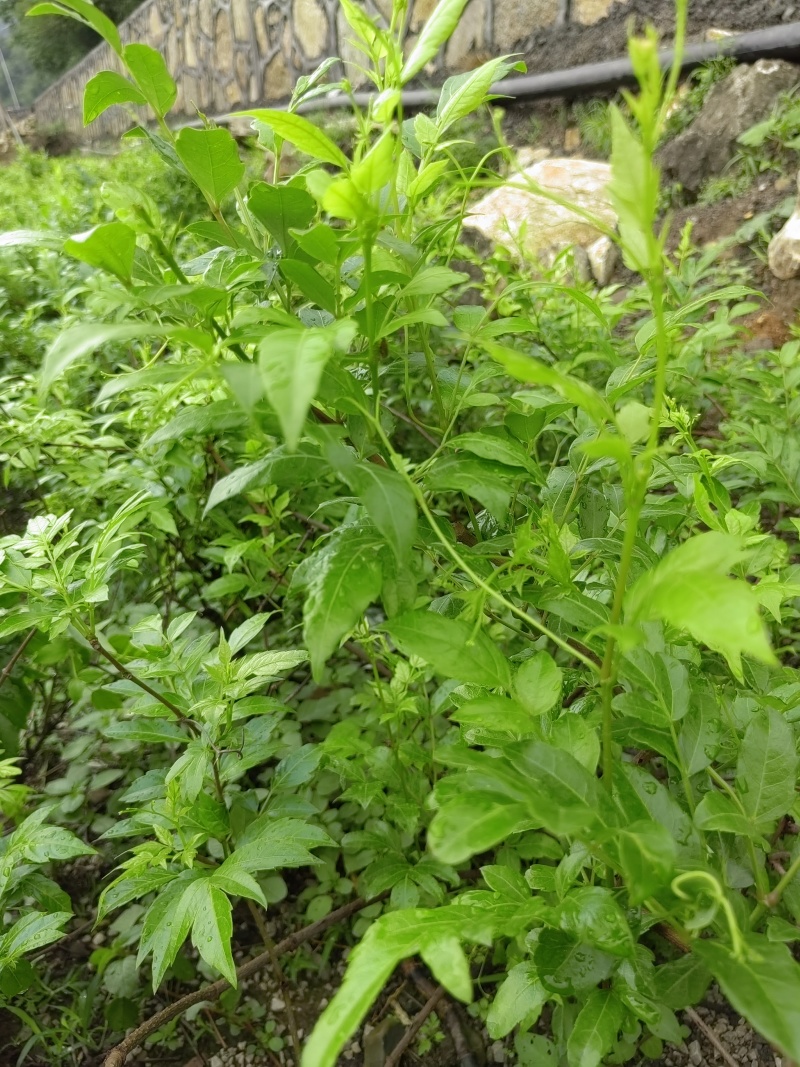 莓茶