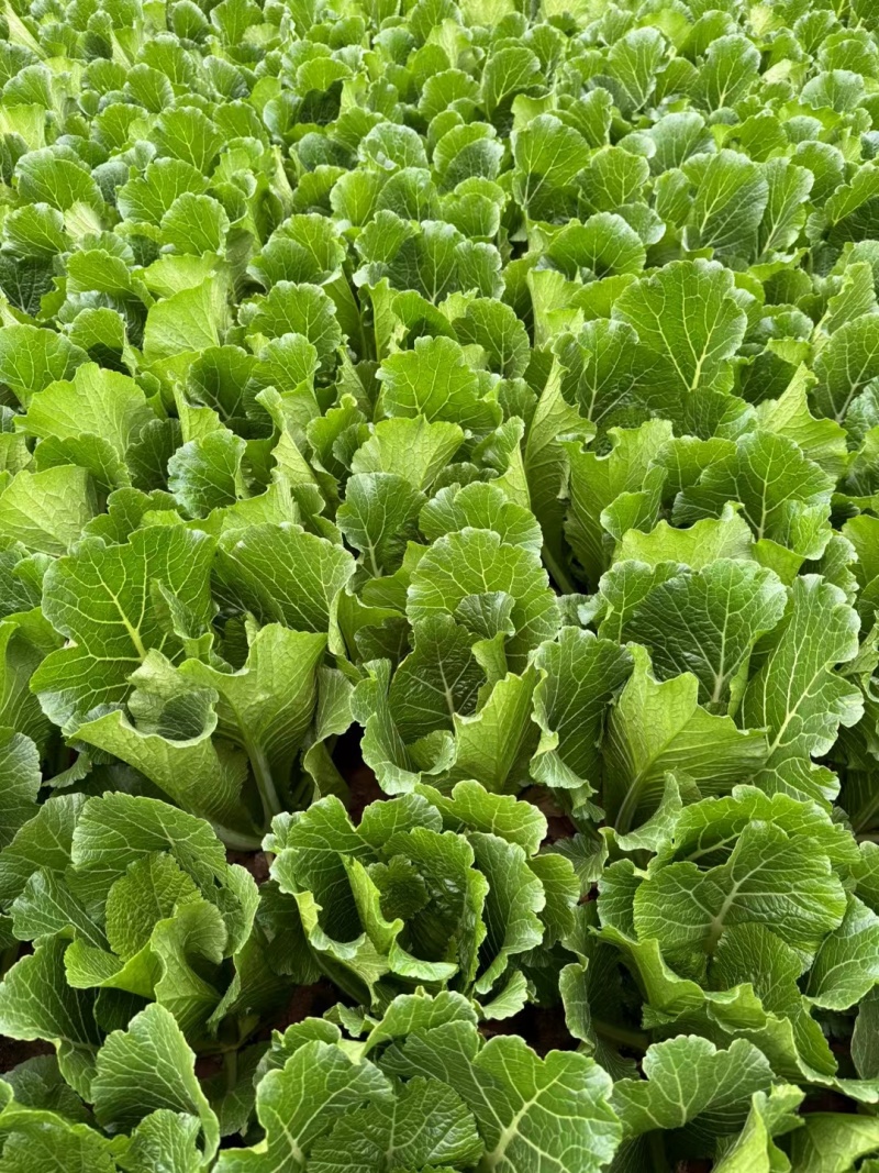 春菜，云南春菜，精品春菜供应各大食品加工厂