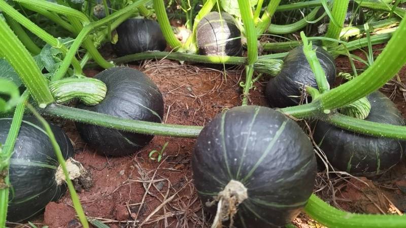 【贝贝南瓜】南瓜广东种植基地大量有货全国发货来电更优惠