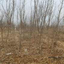 石榴树3一4公分