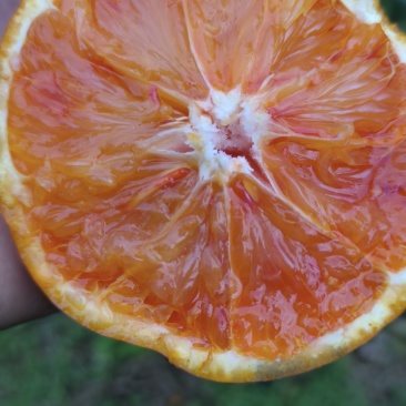 新鲜血橙，酸甜多汁，健康美味！