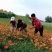 兰州百合花干花（可以食用）2025年新货！