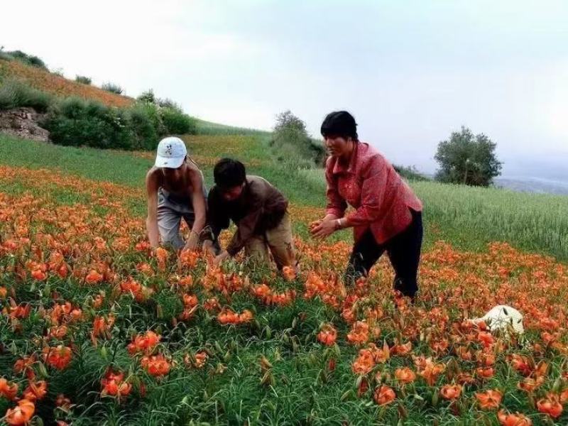 兰州百合花干花（可以食用）2025年新货！