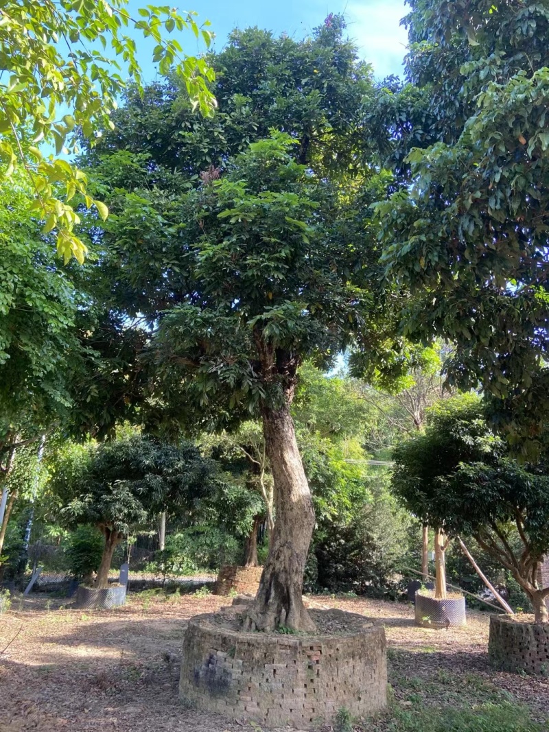 30-60分龙眼树处理