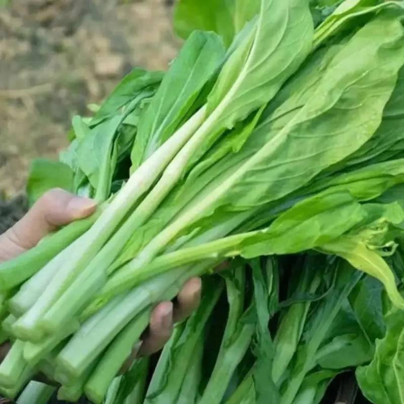 湖北精品白菜苔大量上市品质保证量大从优欢迎联系