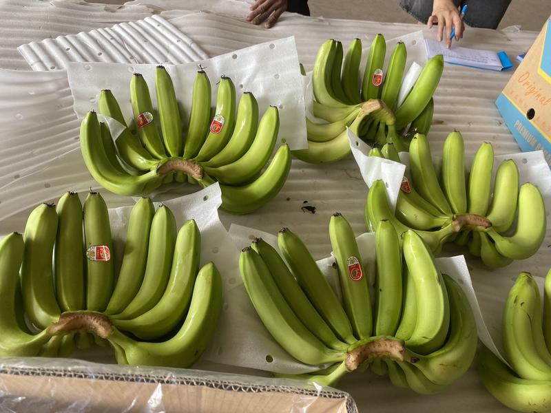 新鲜香蕉，健康美味，直供农场，快速配送
