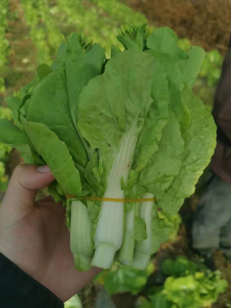 贵州威宁高原冷凉精品白菜苔大棚基地菜苔火爆上市中