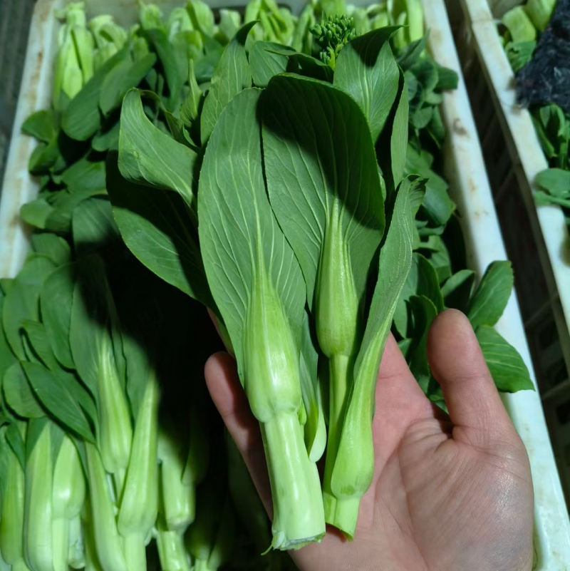 大棚精品上海青苔，毛白菜苔质量保证，产地直达！