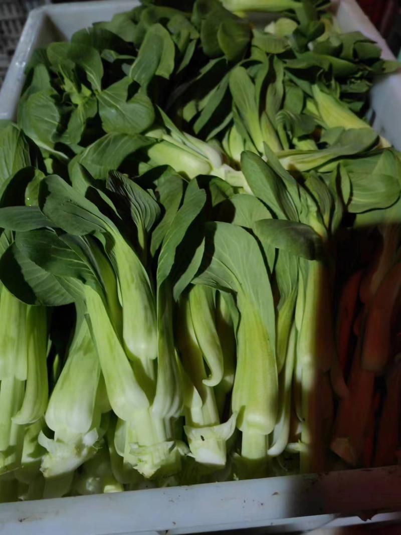 大棚精品上海青苔，毛白菜苔质量保证，产地直达！