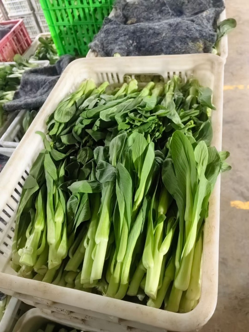 大棚精品上海青苔，毛白菜苔质量保证，产地直达！