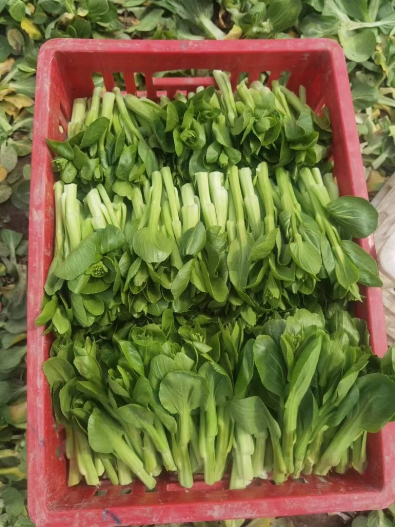 大棚精品上海青苔，毛白菜苔质量保证，产地直达！
