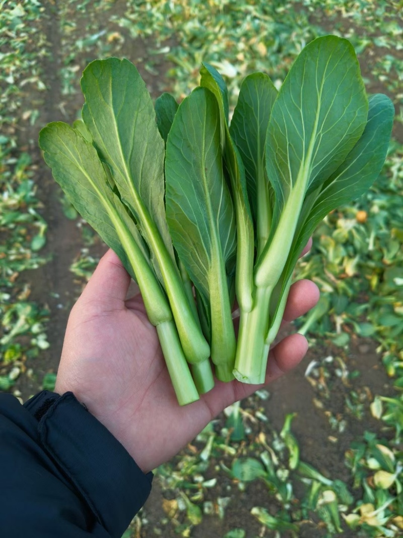 大棚精品上海青苔，毛白菜苔质量保证，产地直达！
