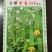 宁香208宁香406香丝瓜种子口感好品质味甜