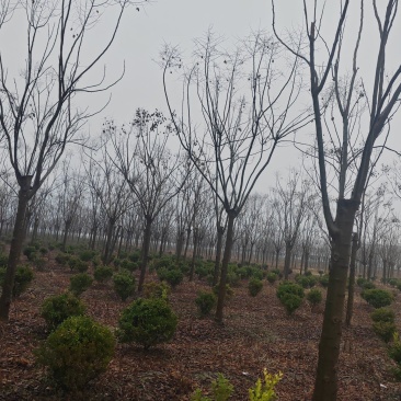 精品栾树，苗木基地直发，成活率高，价格优惠，需要的请联系