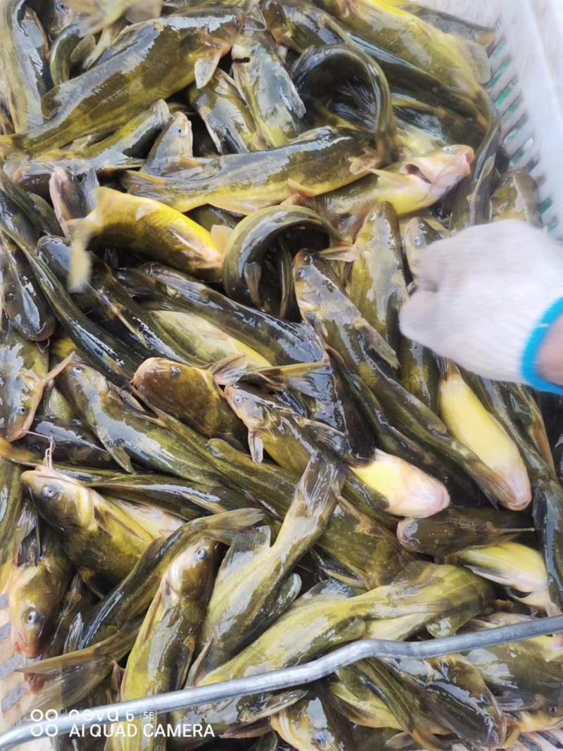 【优质黄颡鱼】黄辣丁鱼湖南产地直供保鲜活欢迎来电洽谈