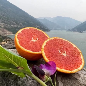 血橙湖北宜昌橙子一手货源对接电商社区团购等