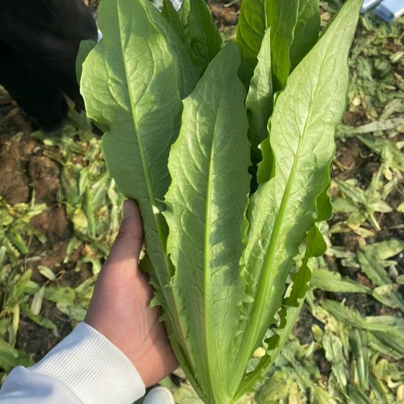 河北邯郸蔬菜产地批发市场，全年供应各种蔬菜水果！