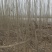 精品杨树苗基地直供规格多样量大从优价格公道电联采购