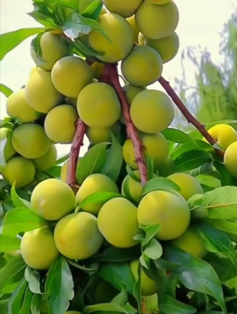 贵州蜂糖李