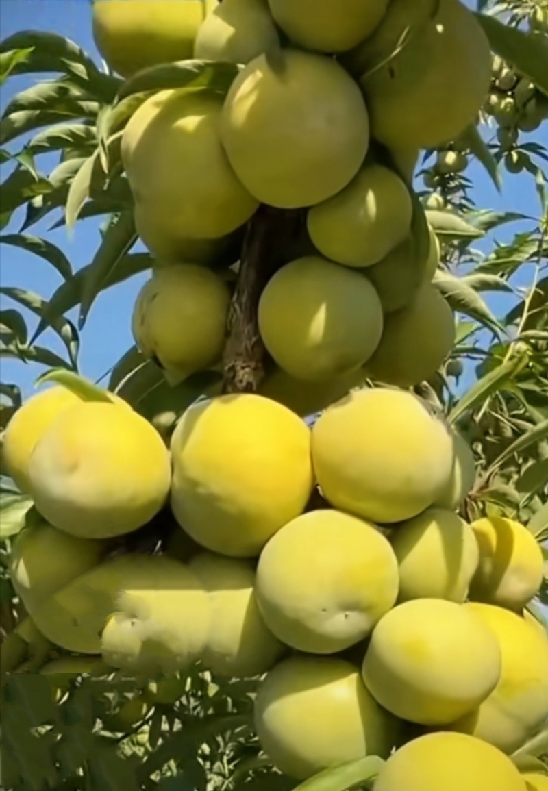 贵州蜂糖李