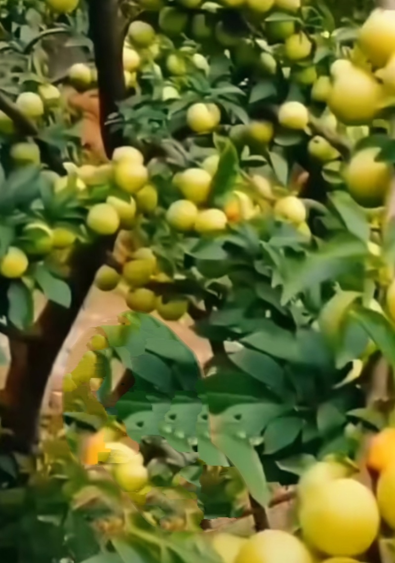 贵州蜂糖李