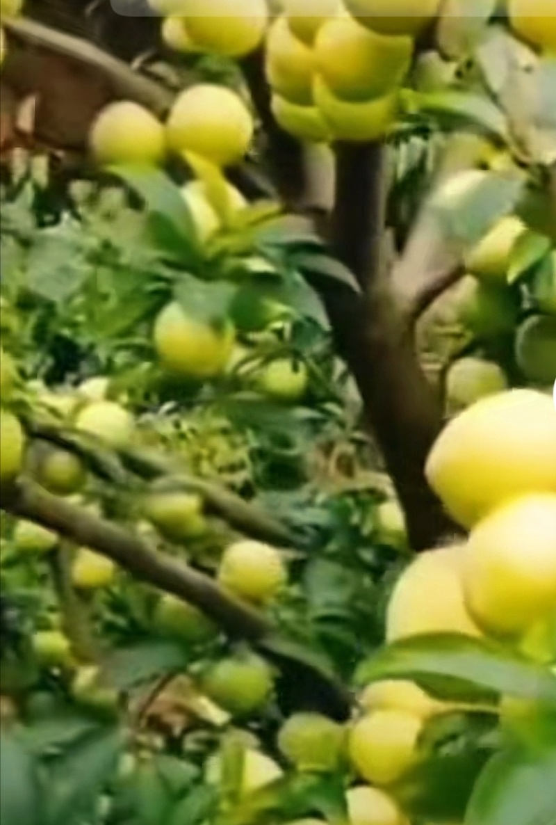 贵州蜂糖李