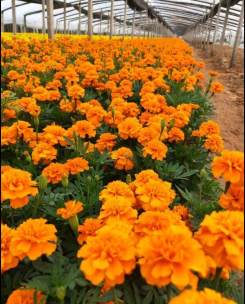 孔雀草