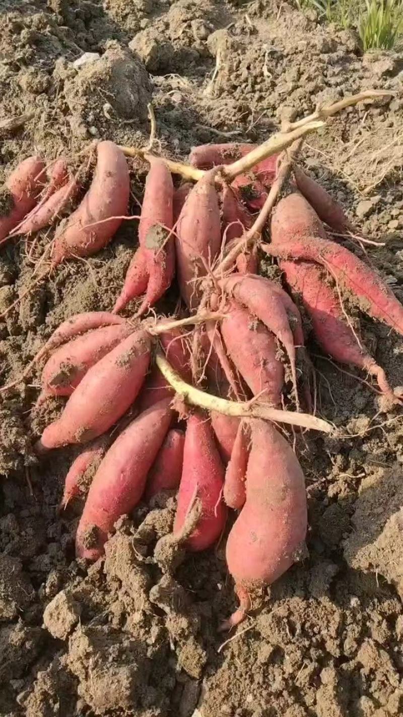 西瓜红，烟薯25，软糯香甜，根根流糖流蜜，