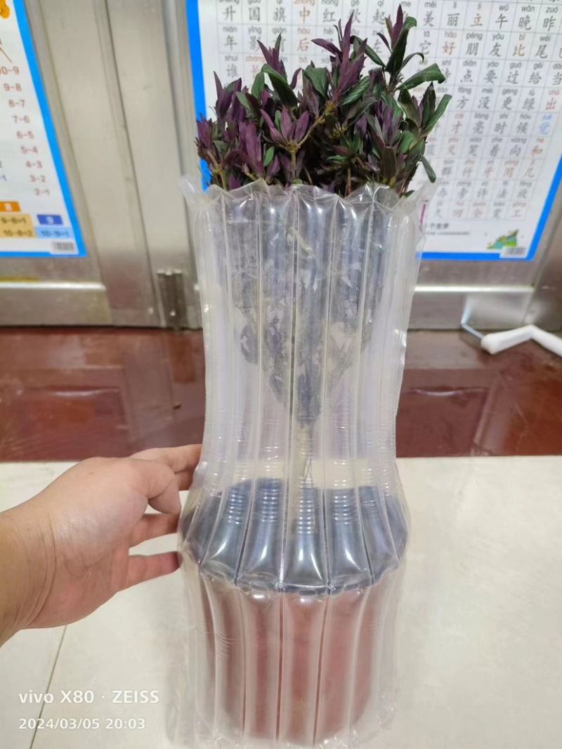 棒棒糖型红金银花盆栽，别名忍冬，自家种植，批发单独电