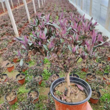 棒棒糖型红金银花盆栽，别名忍冬，自家种植，批发单独电