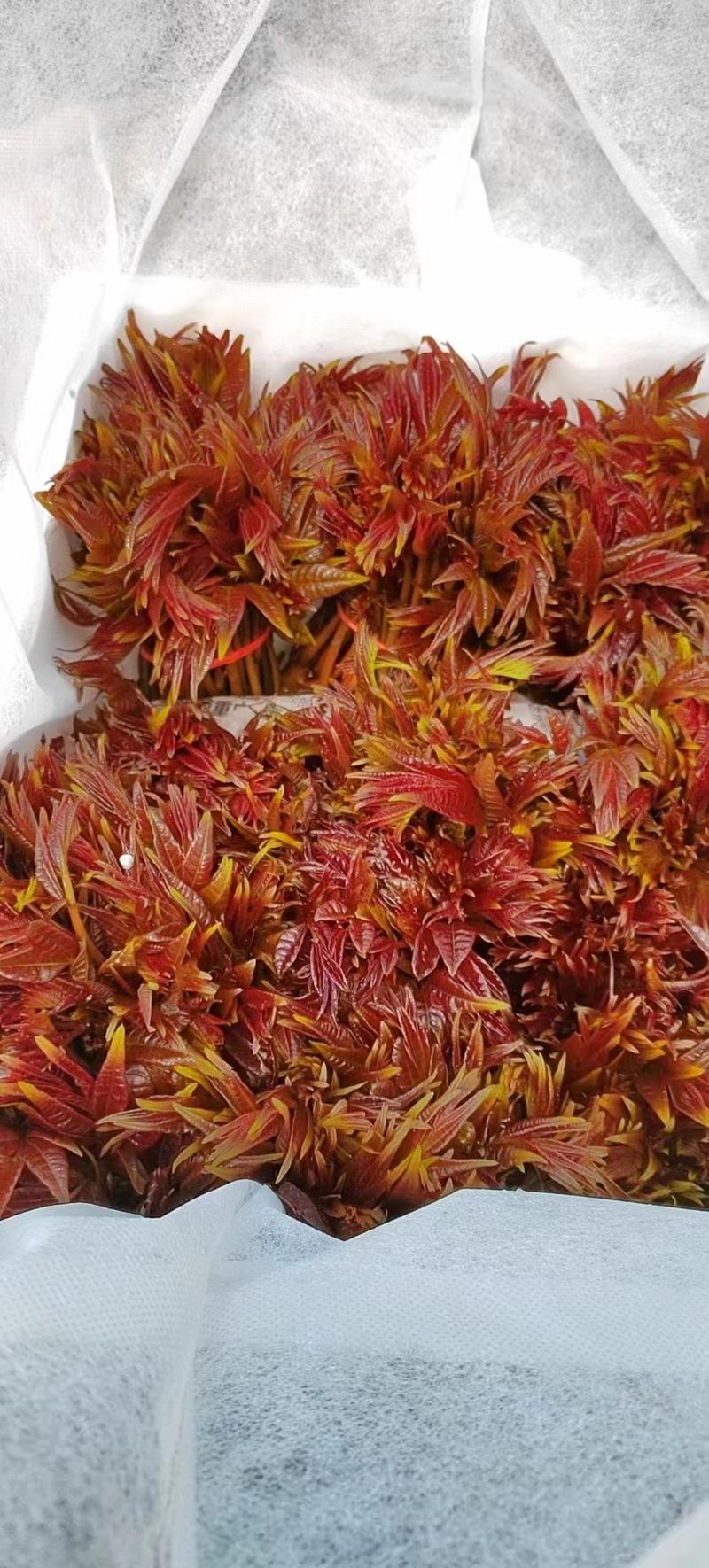 大红油香椿，质量保证，看得见的新鲜，欢迎采购