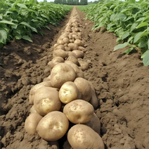 【希森土豆】云南高山土豆，产区现挖直发大量上市，品质