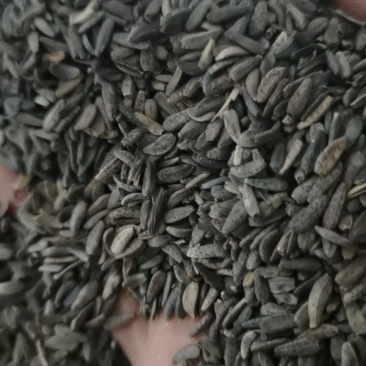 牛蒡子大力子泽润中药批发零售各种中药材