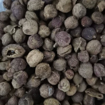 砂仁正品阳春砂仁泽润中药批发零售各种中药材