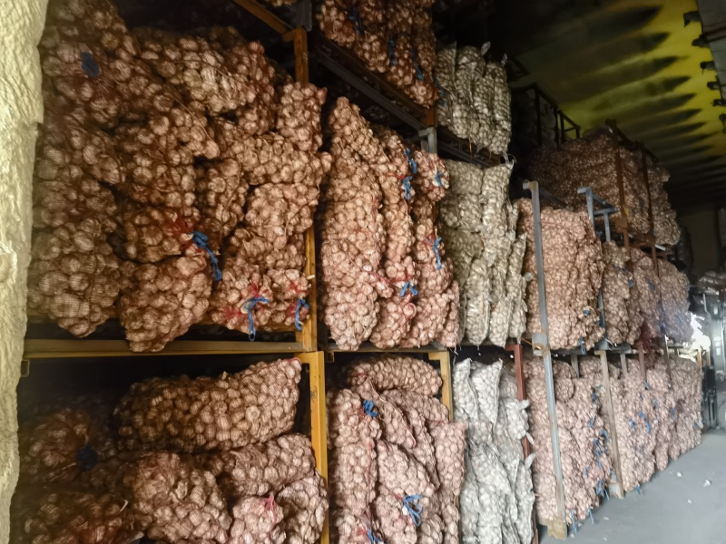 邳州大蒜邳州蒜专业基地直发