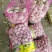 邳州大蒜邳州蒜专业基地直发