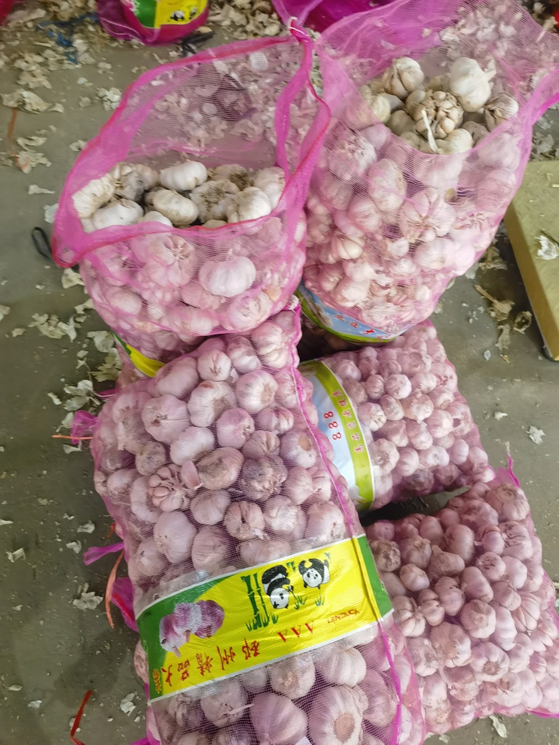 邳州大蒜邳州蒜专业基地直发