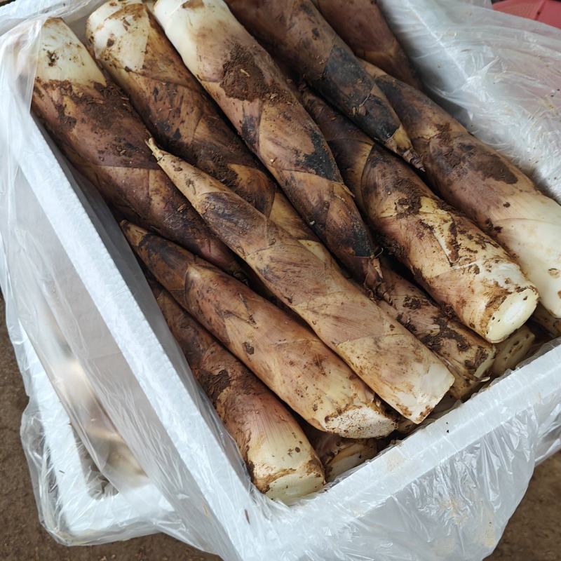 产地对接全国市场一手货源竹笋雷竹笋春笋整车发货