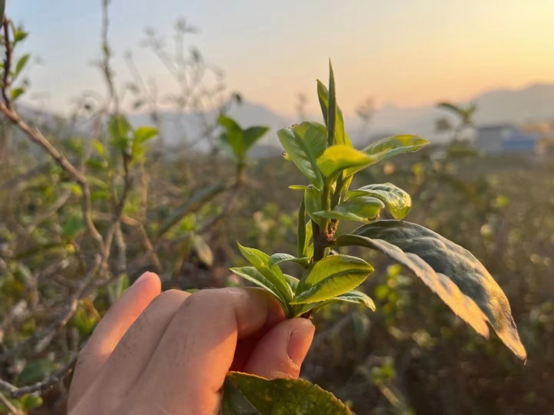 云南古树普洱茶（熟茶老茶头）