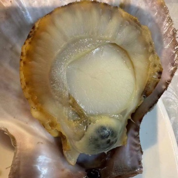 鲜活刺贝栉孔贝