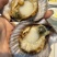 鲜活刺贝栉孔贝