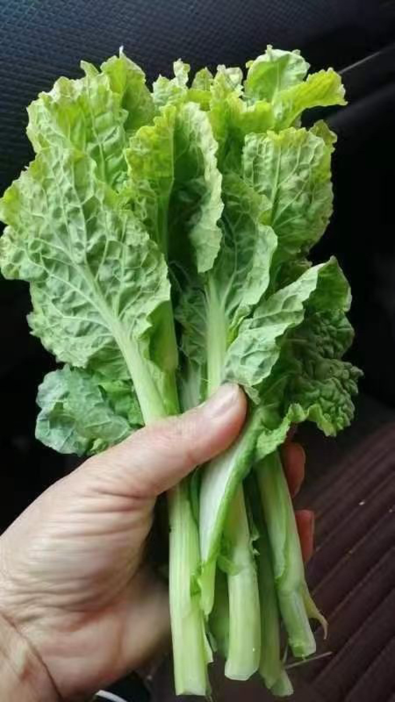 推荐【湖北】精品白菜苔，产地直发，保质保量