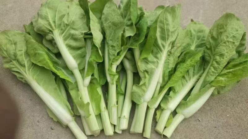 推荐【湖北】精品白菜苔，产地直发，保质保量