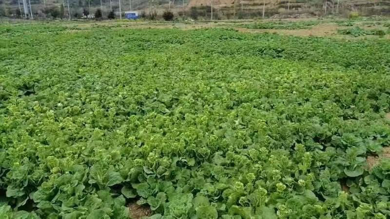 推荐【湖北】精品白菜苔，产地直发，保质保量