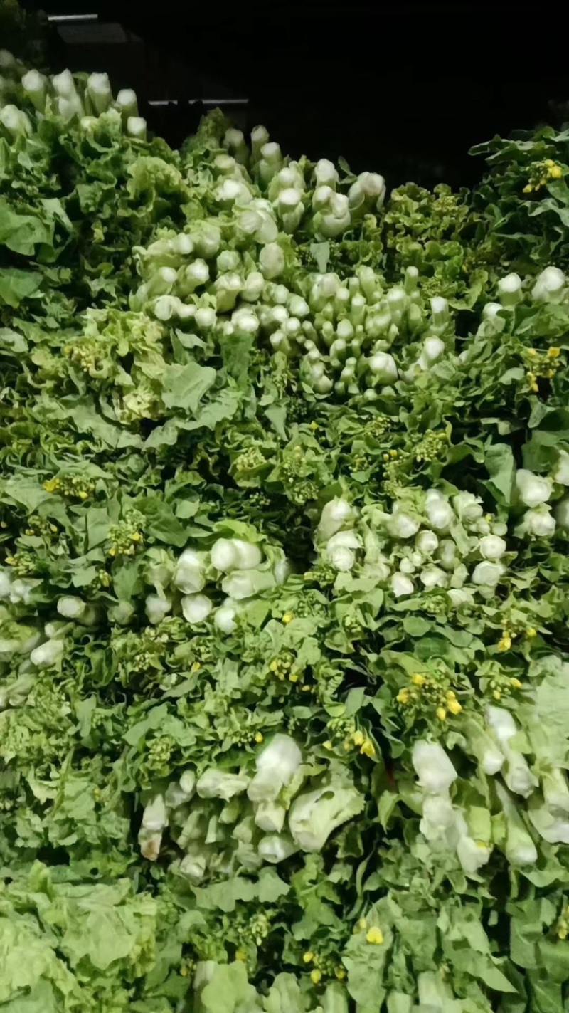 推荐【湖北】精品白菜苔，产地直发，保质保量