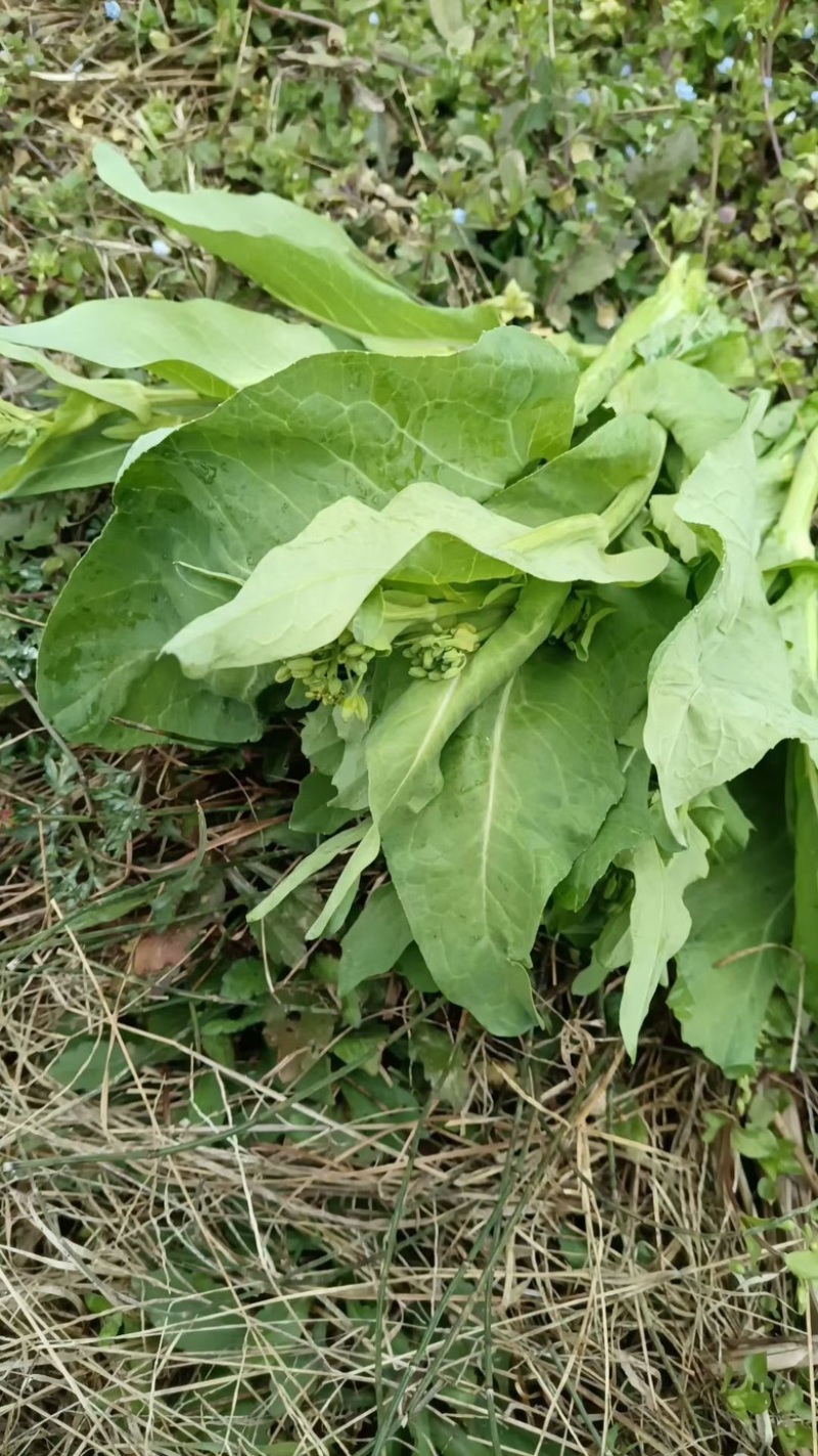 推荐【湖北】精品白菜苔，产地直发，保质保量