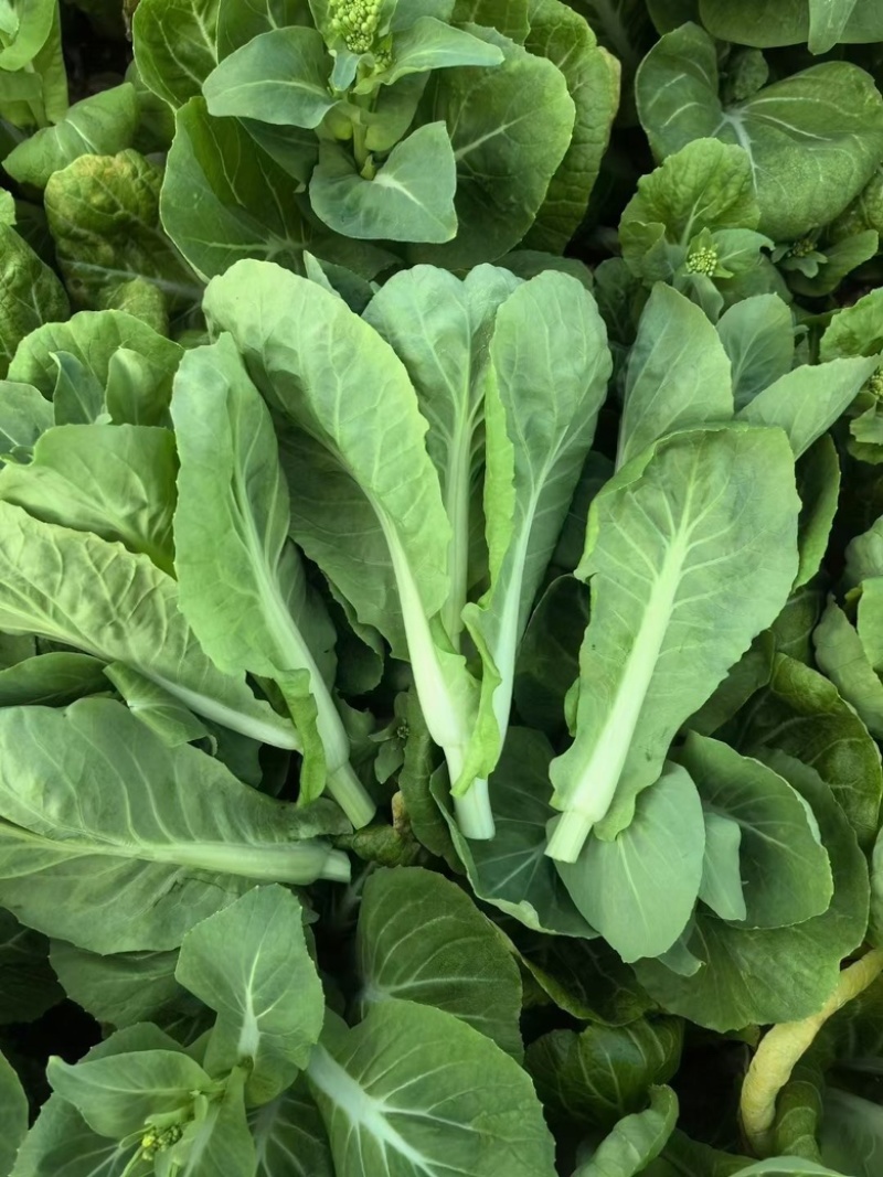 推荐【湖北】精品白菜苔，产地直发，保质保量