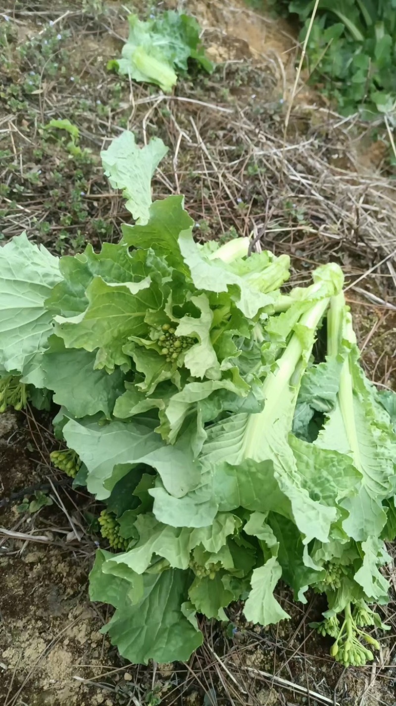 推荐【湖北】精品白菜苔，产地直发，保质保量