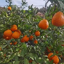 【精品黄果柑】大量上市了，量大从优四川产地直发新鲜采摘